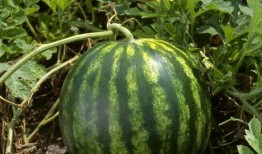 今日吃瓜熱門大瓜每日更新,緊跟熱門大瓜，揭秘娛樂(lè)圈最新動(dòng)態(tài)