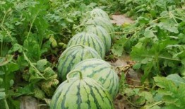 52每日大瓜視頻,揭秘娛樂圈幕后故事，帶你領(lǐng)略明星真實生活