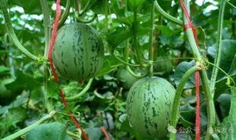 網(wǎng)絡大瓜,揭秘娛樂圈幕后真相，帶你走進明星隱私世界