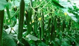 必吃大瓜今日大瓜,今日熱門(mén)話題大盤(pán)點(diǎn)