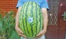 51今日吃瓜熱門大瓜視頻,揭秘?zé)衢T大瓜視頻背后的驚人真相