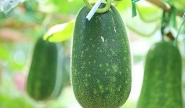 熱門大瓜,熱門大瓜背后的驚人真相