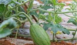 52每日大瓜視頻,揭秘娛樂圈幕后故事，帶你領略明星真實生活