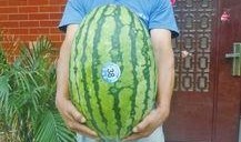 51今日吃瓜熱門大瓜視頻,揭秘熱門大瓜視頻背后的驚人真相