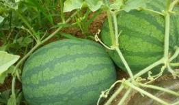 朝陽吃瓜網,揭秘娛樂圈最新熱點，帶你領略明星幕后故事