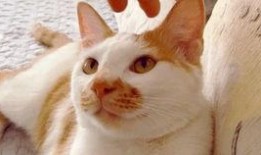 吃瓜視頻大全高清