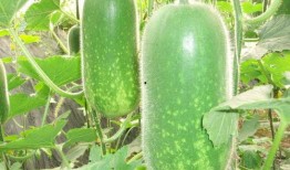 吃瓜視頻天堂 最新大瓜事件最新消息,揭秘最新大瓜事件，獨家爆料引熱議