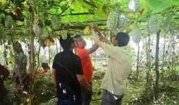 瓜瓜基地,綠色生態農業的璀璨明珠