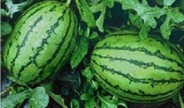 吃瓜網官網,帶你領略網絡娛樂資訊的盛宴