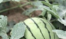 網紅大瓜在哪找