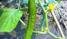 朝陽吃瓜網,揭秘娛樂圈最新熱點，帶你領略明星幕后故事