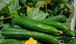 52每日大瓜視頻,揭秘娛樂圈幕后故事，帶你領略明星真實生活