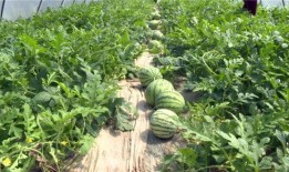 近期吃瓜視頻,近期熱門視頻盤點(diǎn)