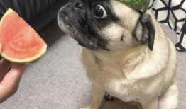 吃瓜的表情包,揭秘網絡社交中的“圍觀”文化