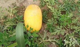 52吃瓜爆料免費(fèi)吃瓜視頻,免費(fèi)暢享熱門吃瓜視頻盛宴