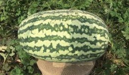 網紅大瓜搜索,一場娛樂圈的狂歡與揭秘