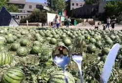 朝陽吃瓜群眾最新網(wǎng)站,揭秘網(wǎng)絡(luò)熱點(diǎn)背后的故事