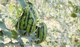 網紅大瓜搜索,一場娛樂圈的狂歡與揭秘