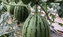 網紅大瓜在哪找,揭秘熱門事件背后的秘密聚集地