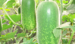 熱門大瓜熱心的朝陽爆料,朝陽爆料，明星隱私再掀波瀾