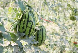 懷仁最近網(wǎng)紅大瓜